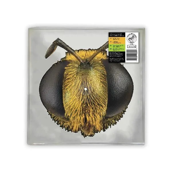 KING GIZZARD & THE LIZARD WIZARD Big Fig Wasp - South