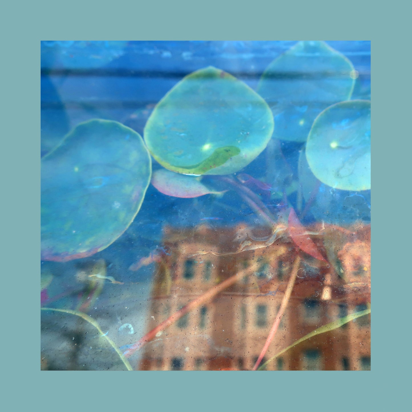 the reds pinks and purples acknowledge kindness album artwork