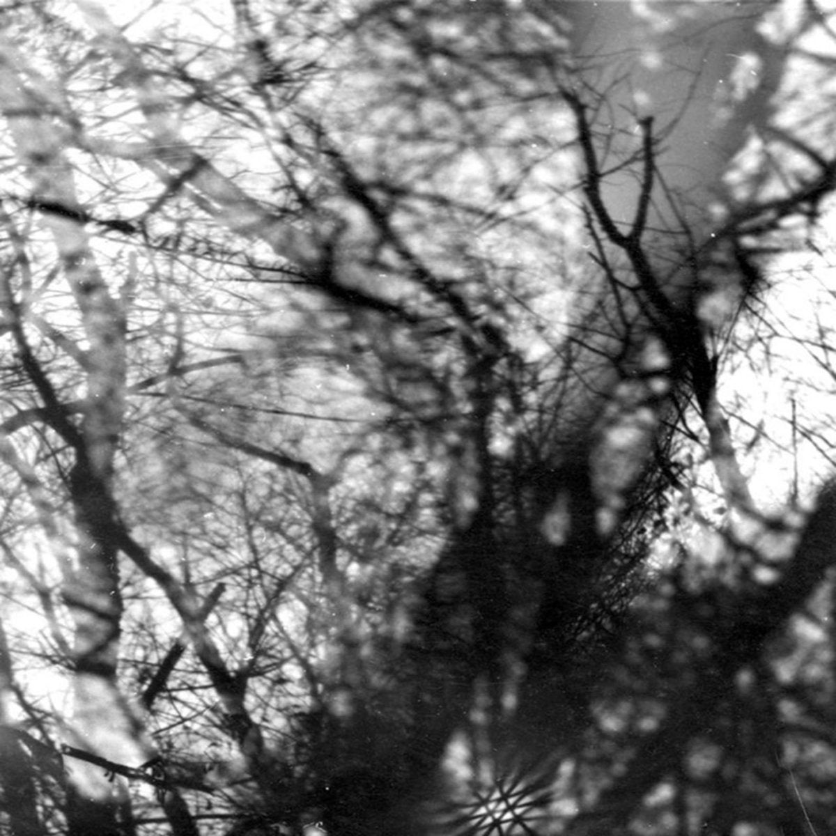 grouper way their crept south records southend