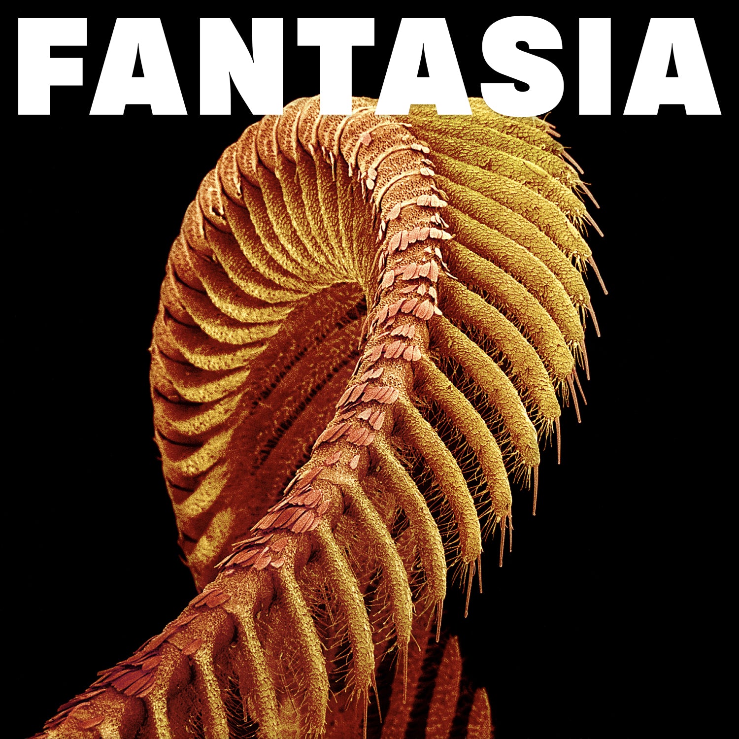 slift fantasia  album artwork 2026 sub pop