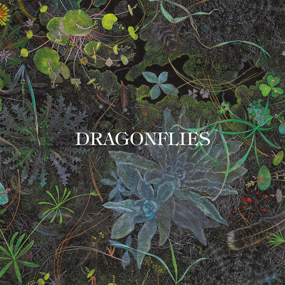 dragonflies south records 2026