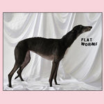 Flat Worms - Flat Worms-LP-South