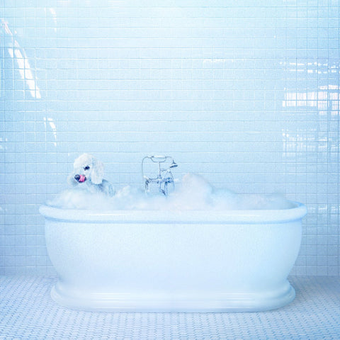 Frankie Cosmos - Vessel-LP-South
